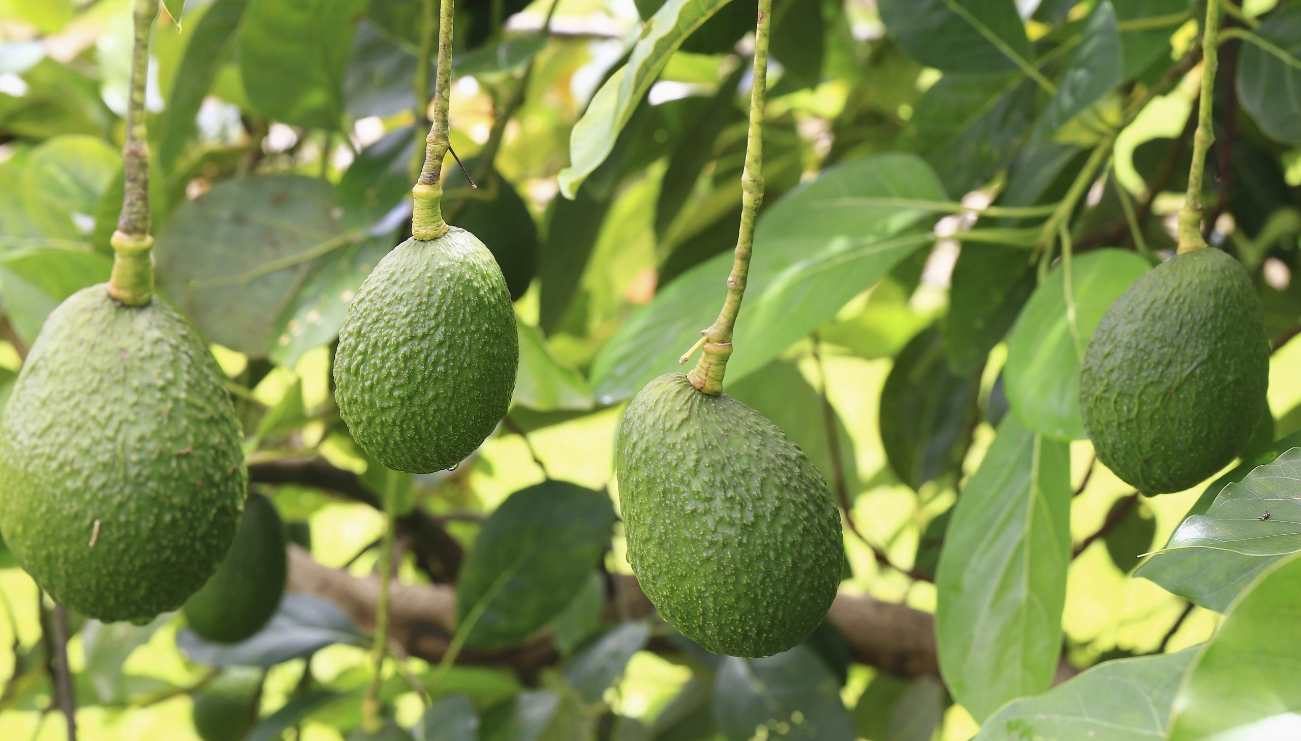 Harvest times for Haas avocados extend from July through November.
(Thinkstock)
