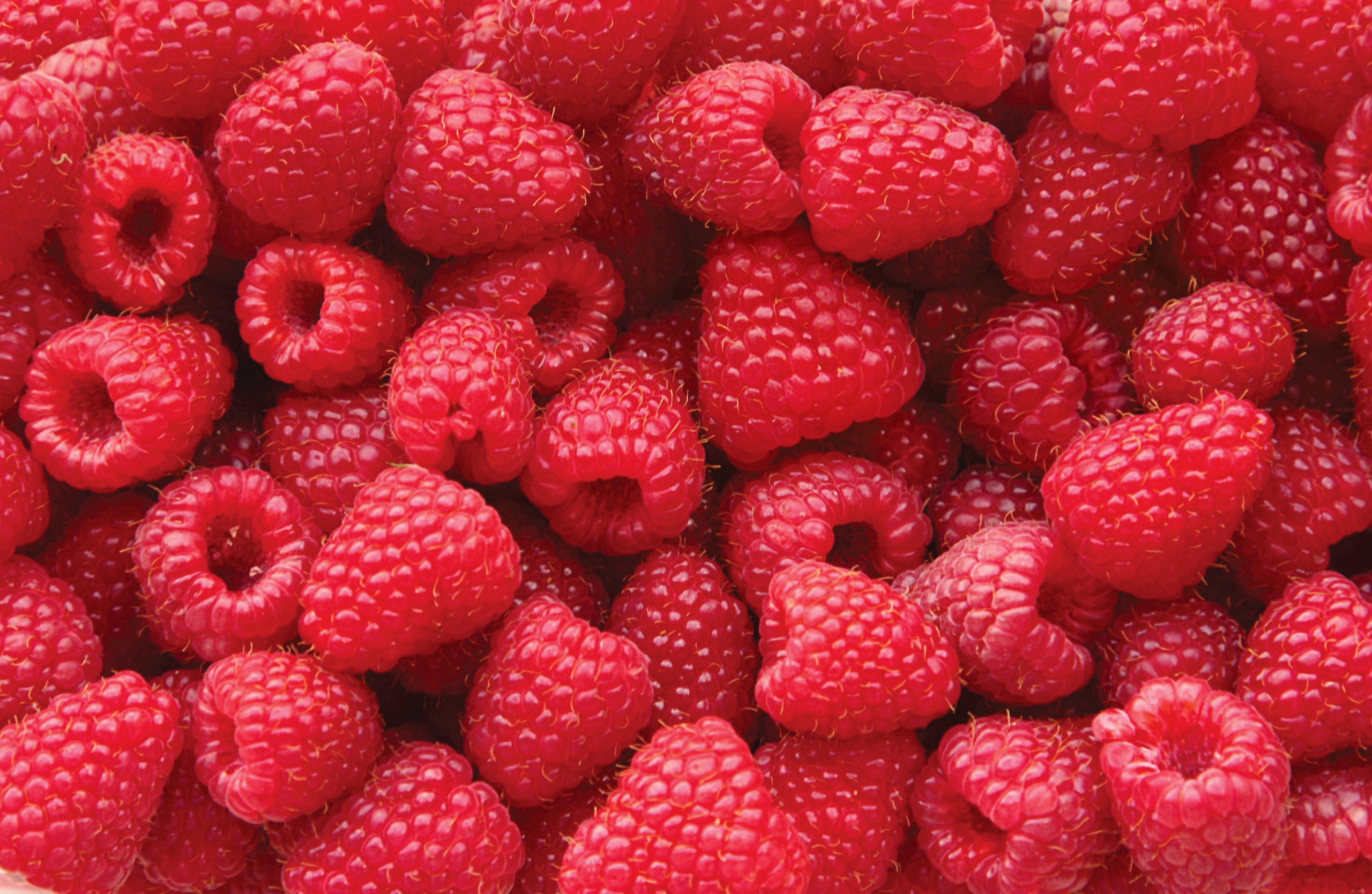 A lot of a tasty juicy raspberry